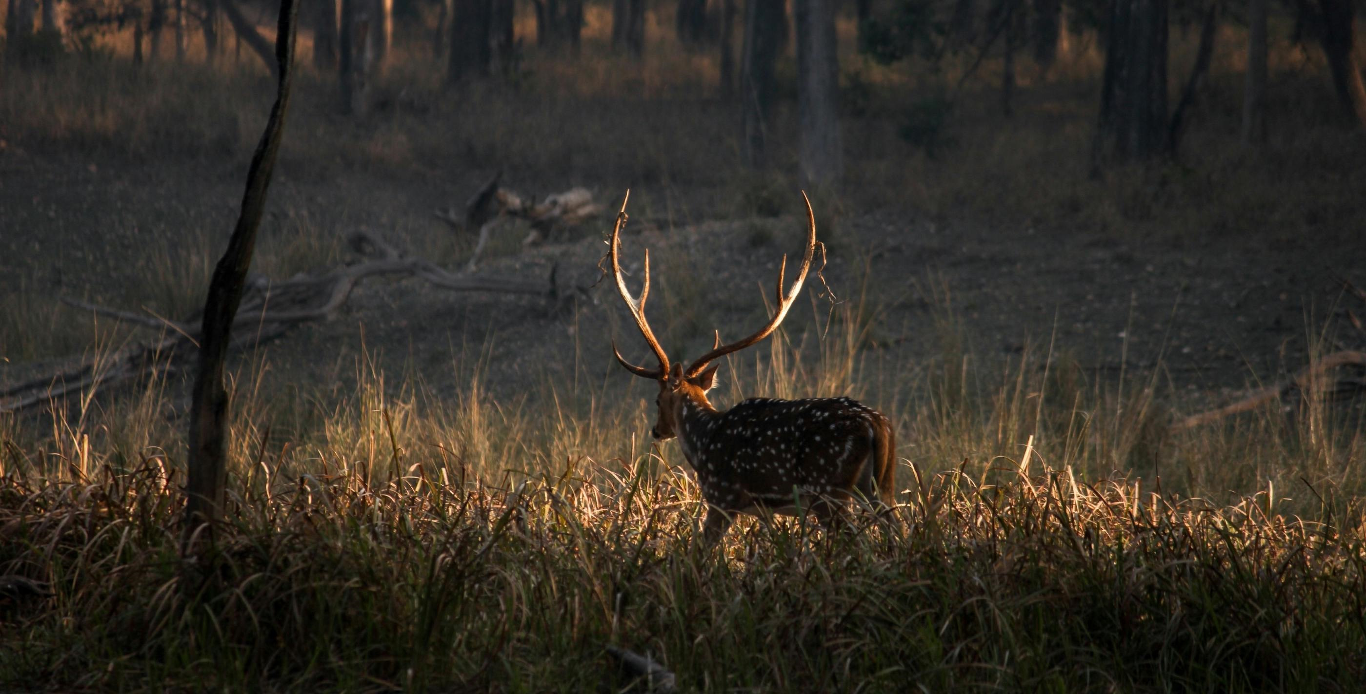 Private Hunting Inquiry